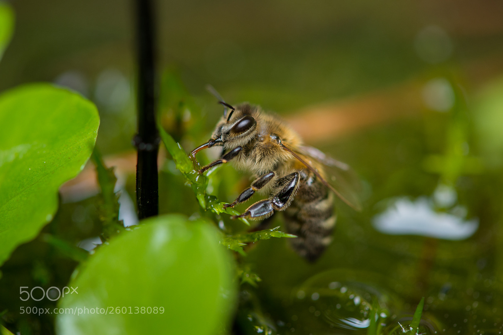 Nikon D610 sample photo. Thirsty bee photography