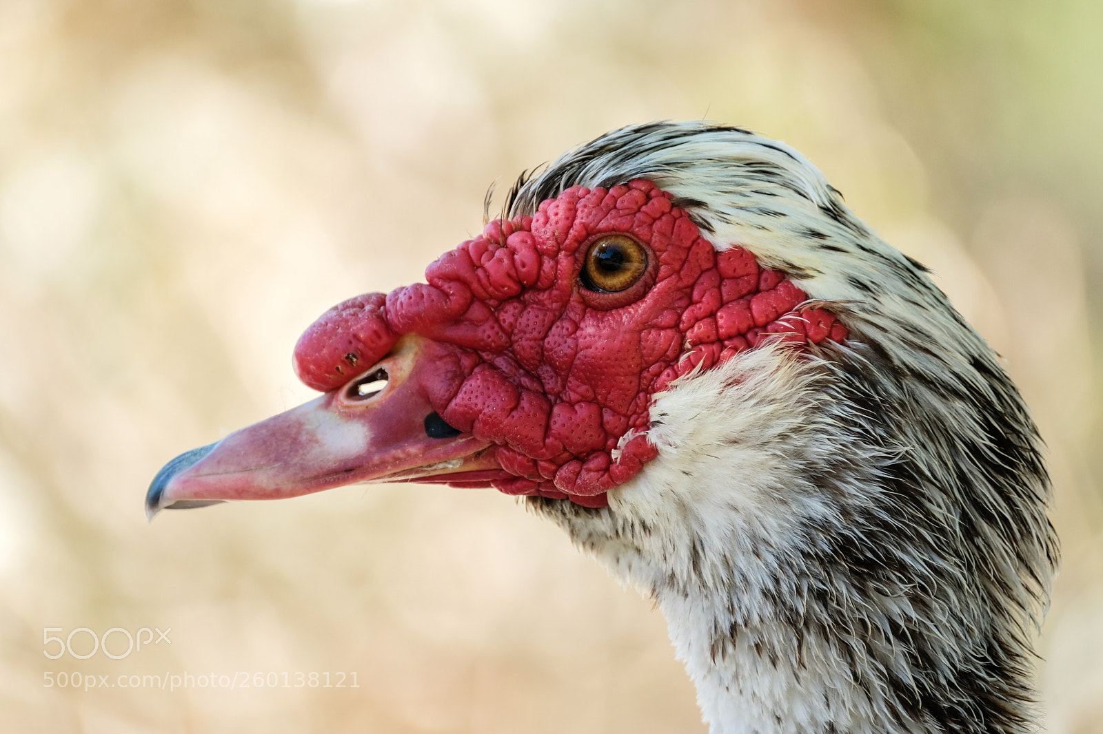 Fujifilm X-T2 sample photo. Muscovy duck portrait photography