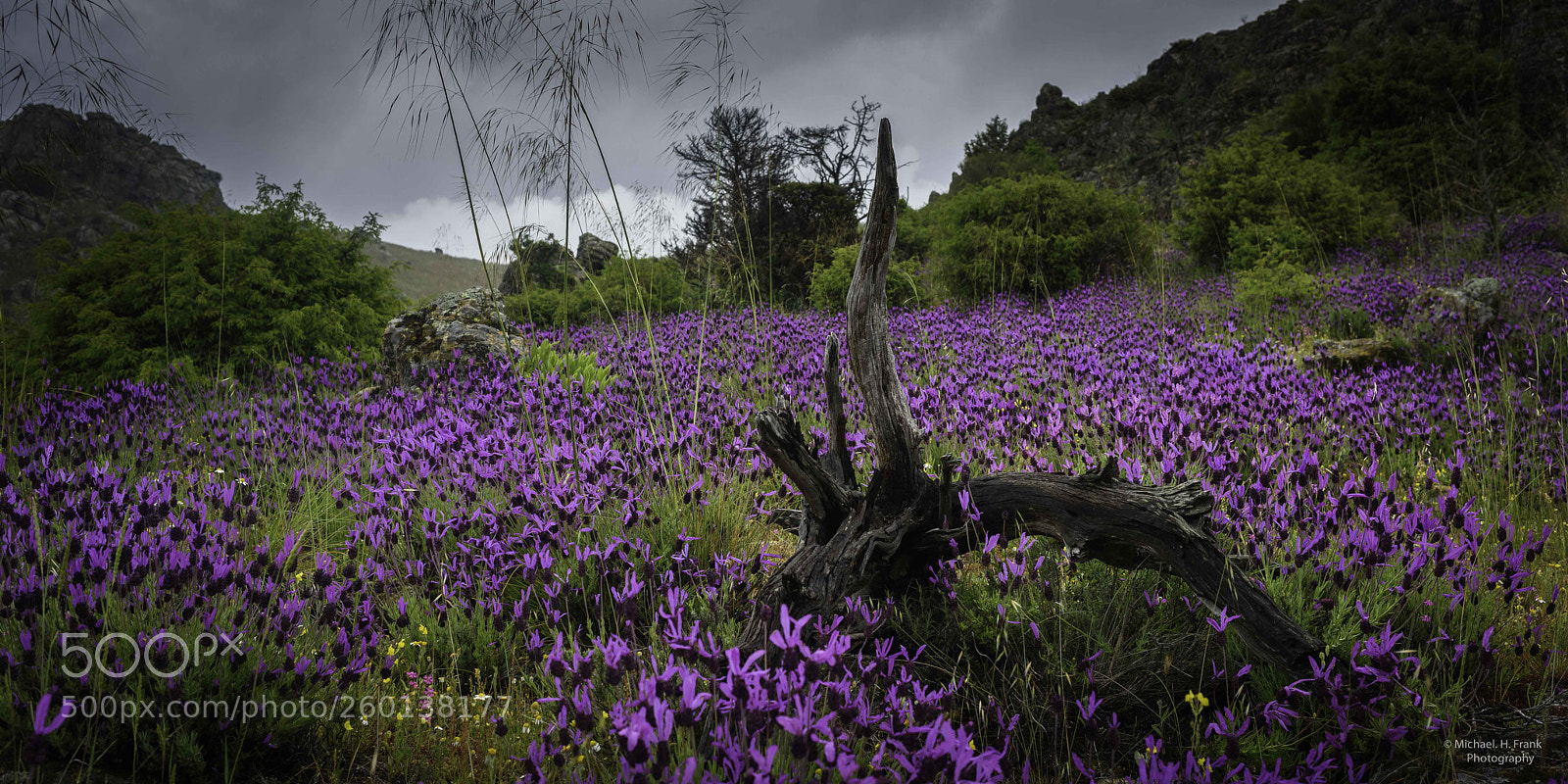 Nikon D810 sample photo. Qu bonita es la photography