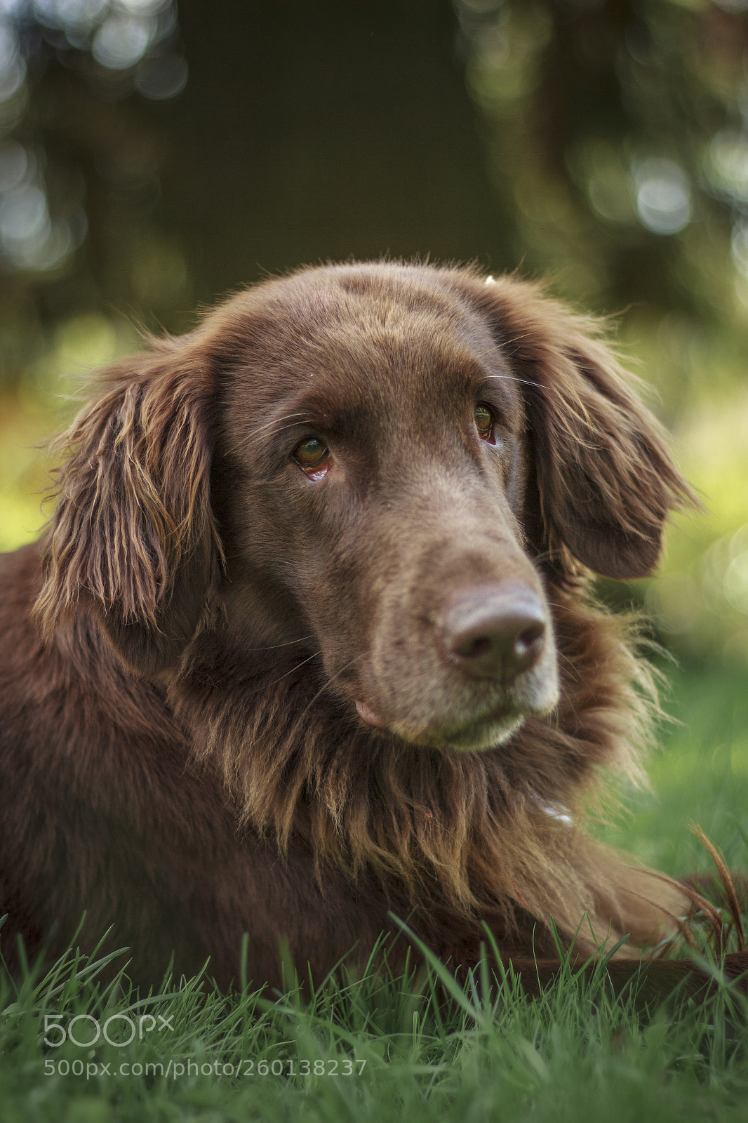 Canon EOS 60D sample photo. Ronja photography