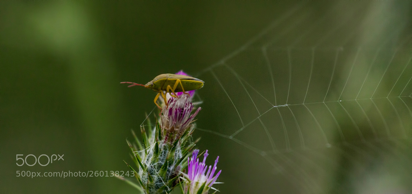 Canon EOS 60D sample photo. The shield bug photography