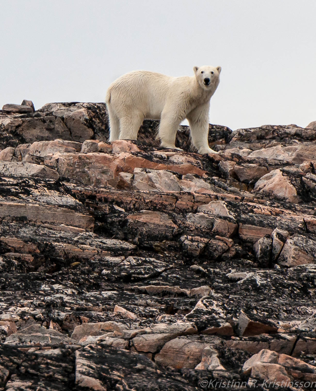 Nikon D3X sample photo. Polar bear photography