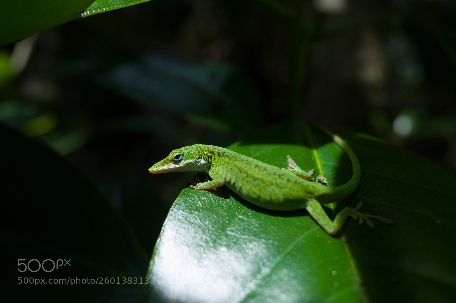 Ricoh GR II sample photo. The lizard ii photography
