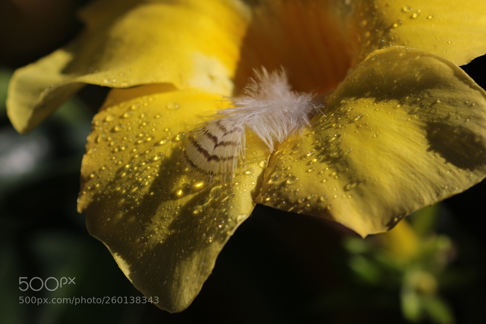 Canon EOS 70D sample photo. Untitled photography