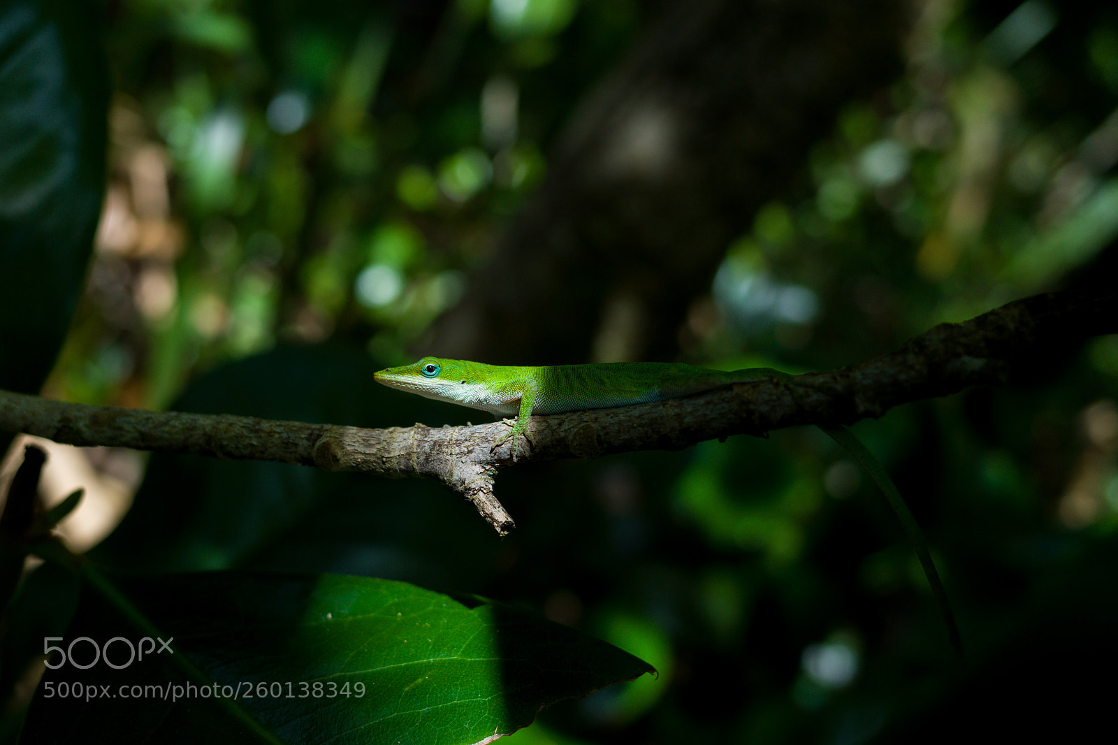 Ricoh GR II sample photo. The lizard i photography