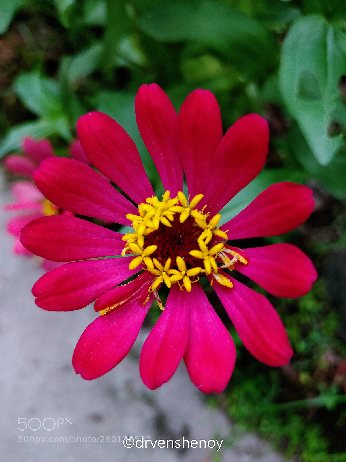 OnePlus 5 sample photo. Flower photography