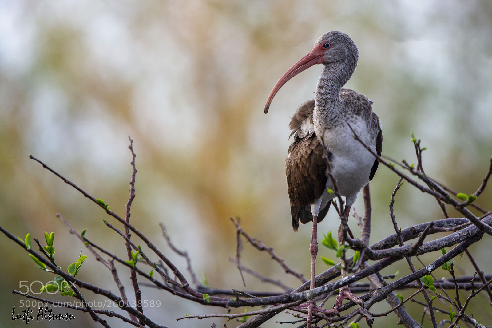 Nikon D7100 sample photo. White ibis juvenile ak photography