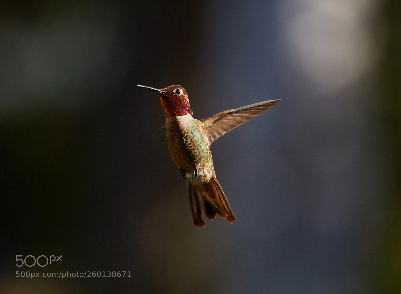 Canon EOS 5DS R sample photo. Iridescent nature photography