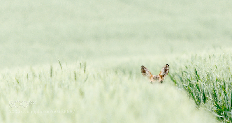 Nikon D7100 sample photo. I see you... photography