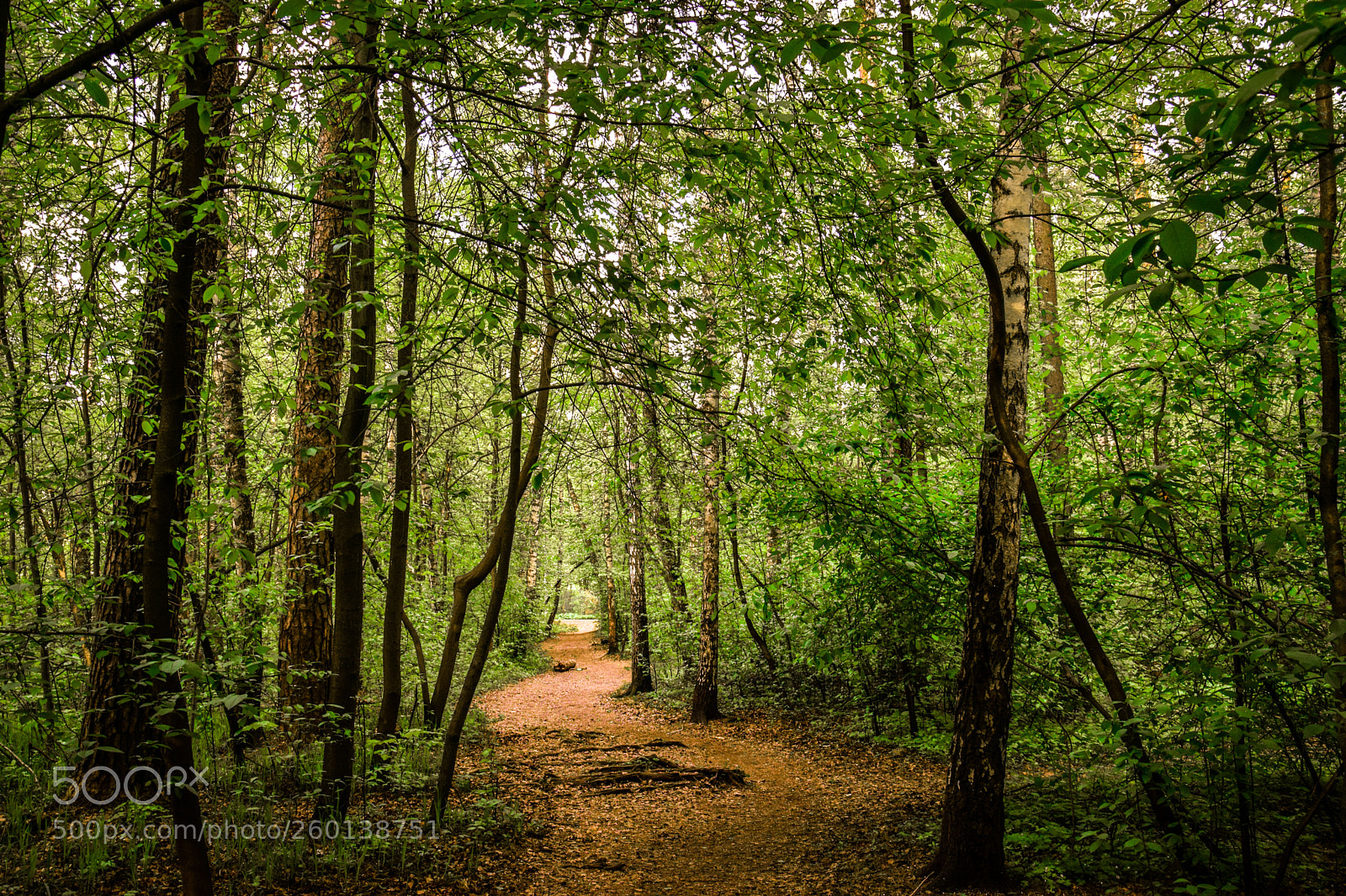 Nikon D3300 sample photo. Forest photography