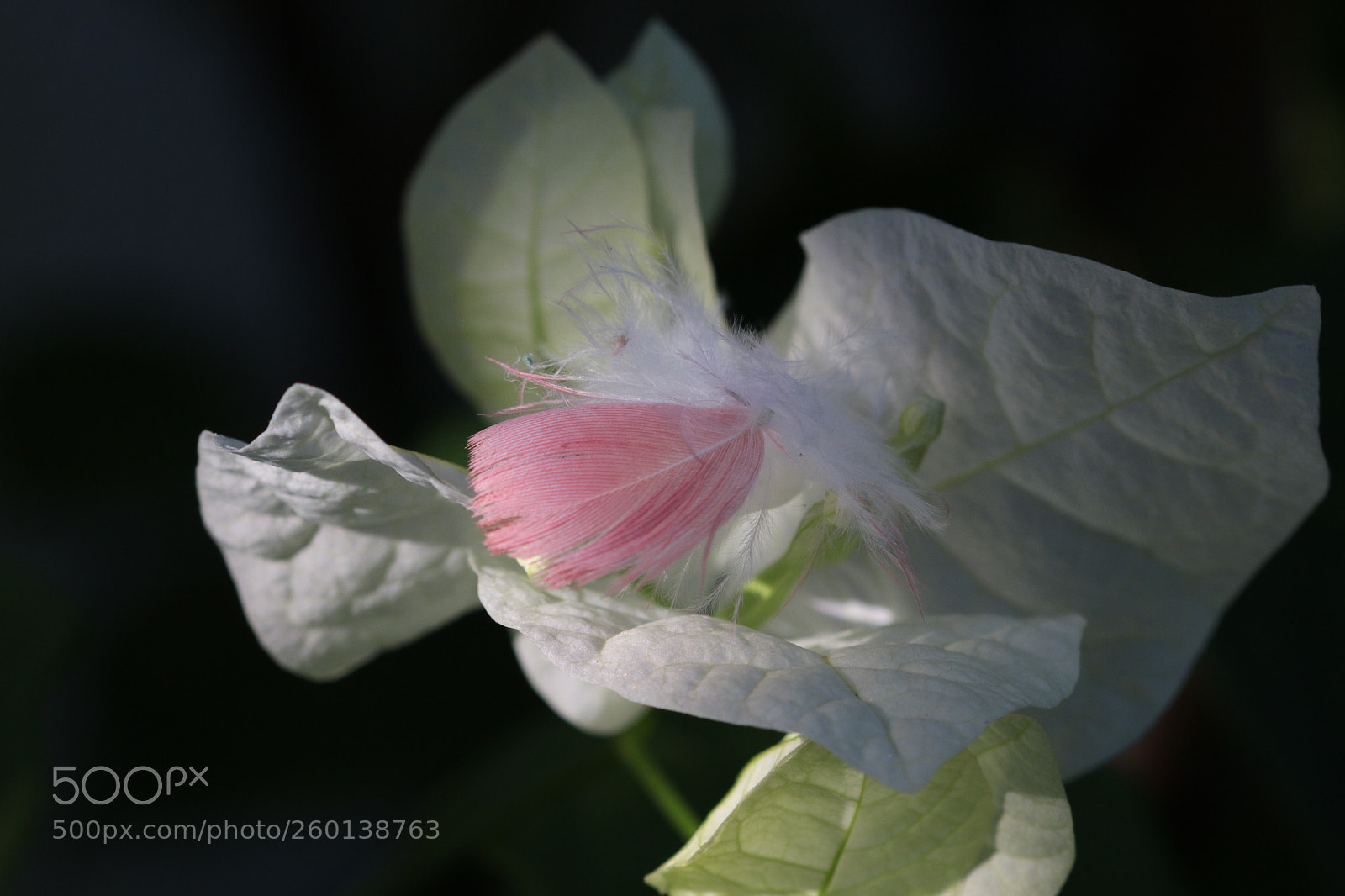 Canon EOS 70D sample photo. Untitled photography