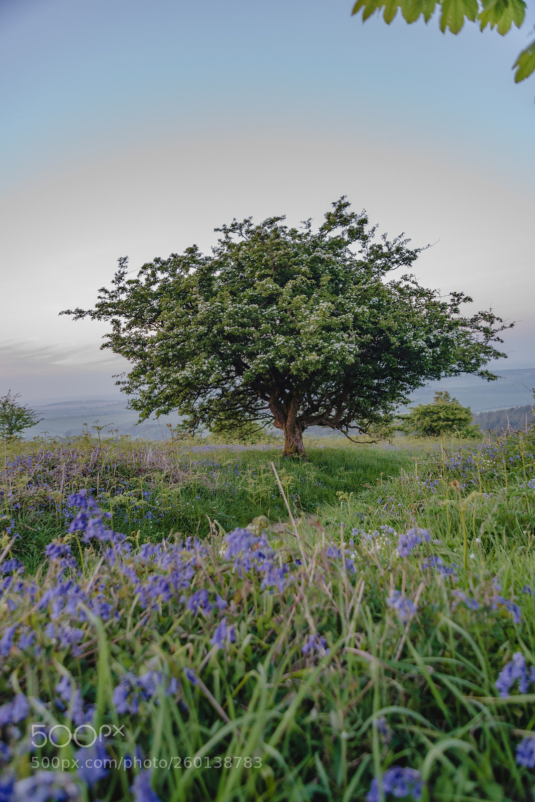 Nikon D750 sample photo. Blossom photography