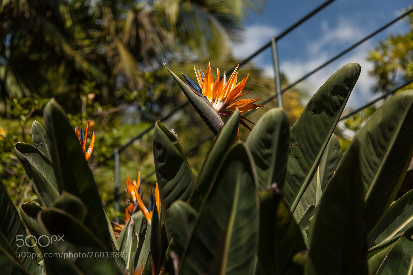 Canon EOS 5D Mark II sample photo. Paradise bird plant photography