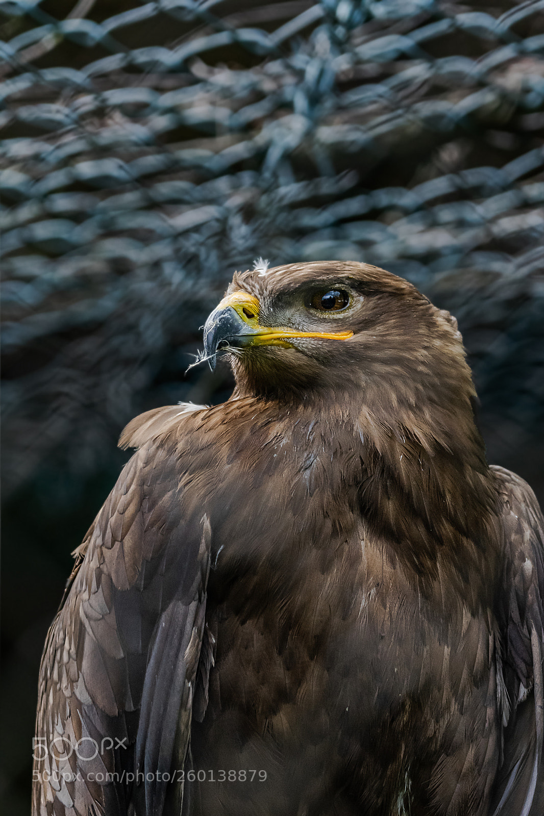 Nikon D5300 sample photo. The steppe eagle aquila photography