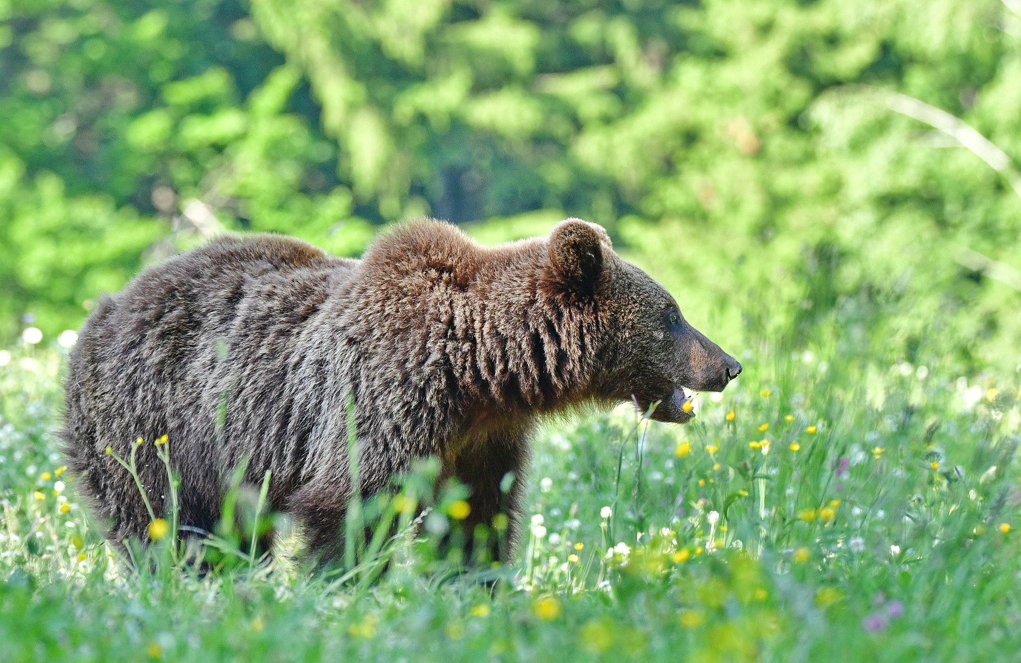 Nikon D500 + Sigma 150-600mm F5-6.3 DG OS HSM | S sample photo. Brown bear photography