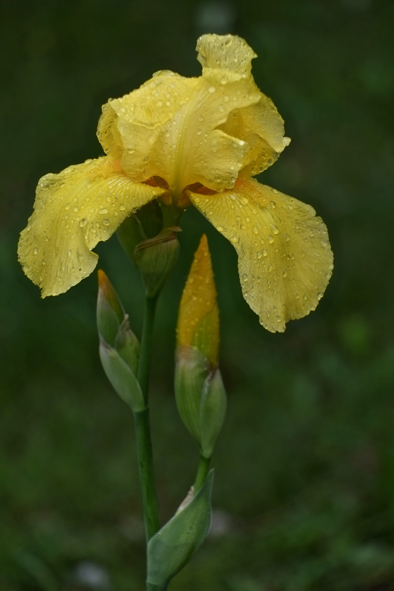 Fujifilm X-Pro1 sample photo. Morning raindrops photography