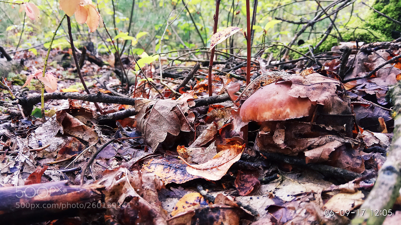 Xiaomi Redmi Note 4 sample photo. Untitled photography