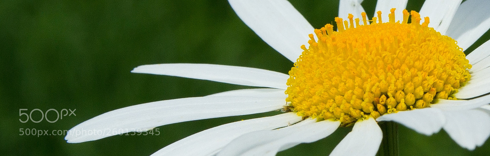 Canon EOS 1200D (EOS Rebel T5 / EOS Kiss X70 / EOS Hi) sample photo. Neural plant photography