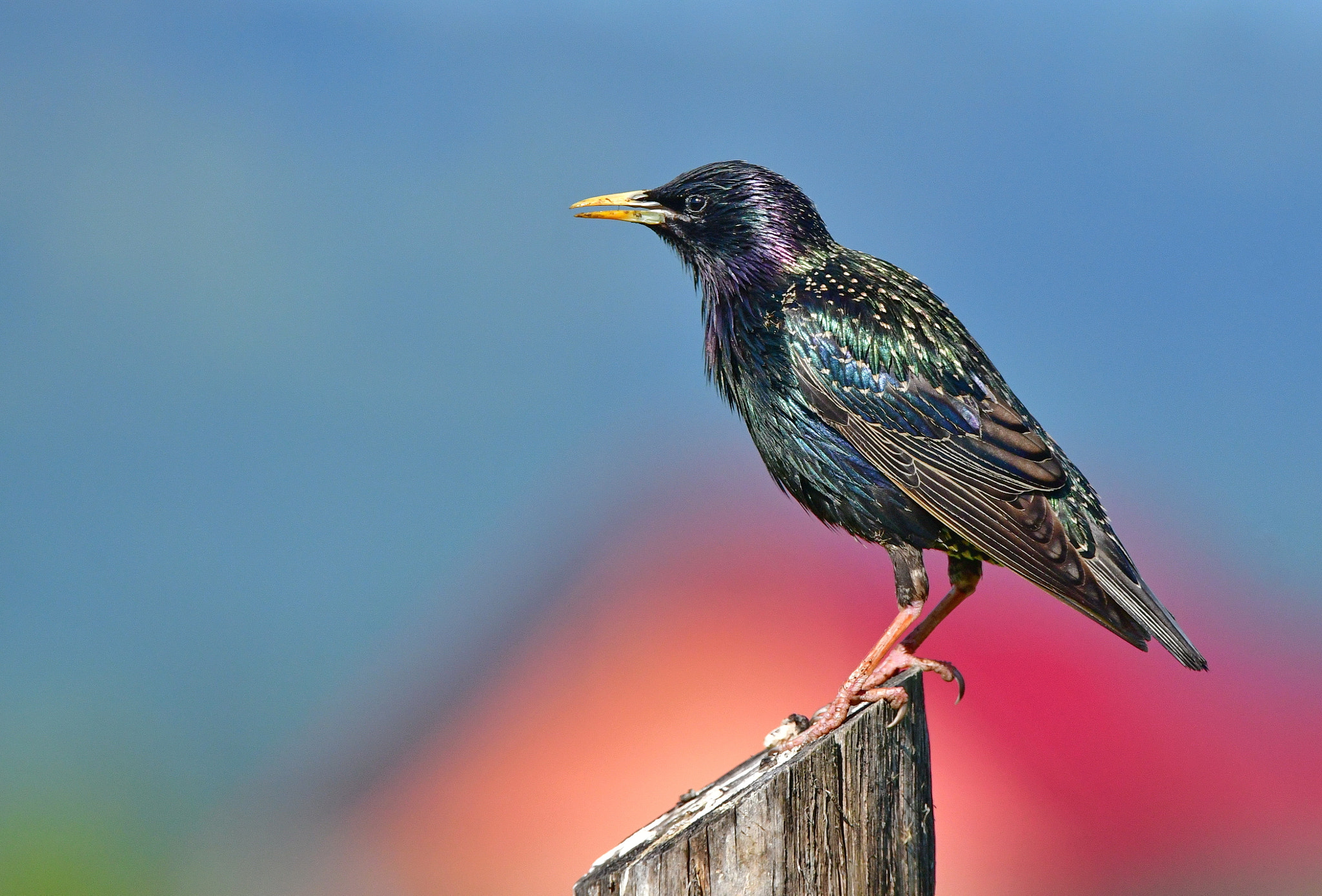 Nikon D500 + Sigma 150-600mm F5-6.3 DG OS HSM | S sample photo. Starling photography