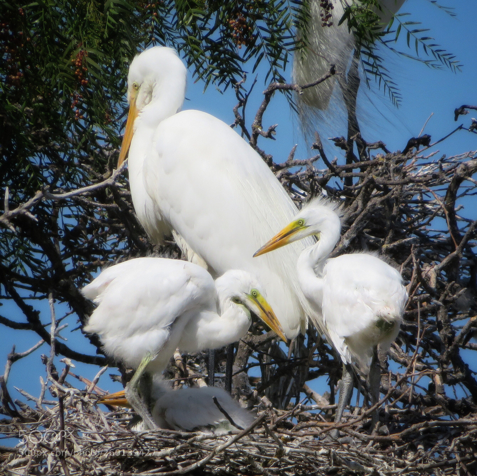 Canon PowerShot SX720 HS sample photo. Teenage egrets photography