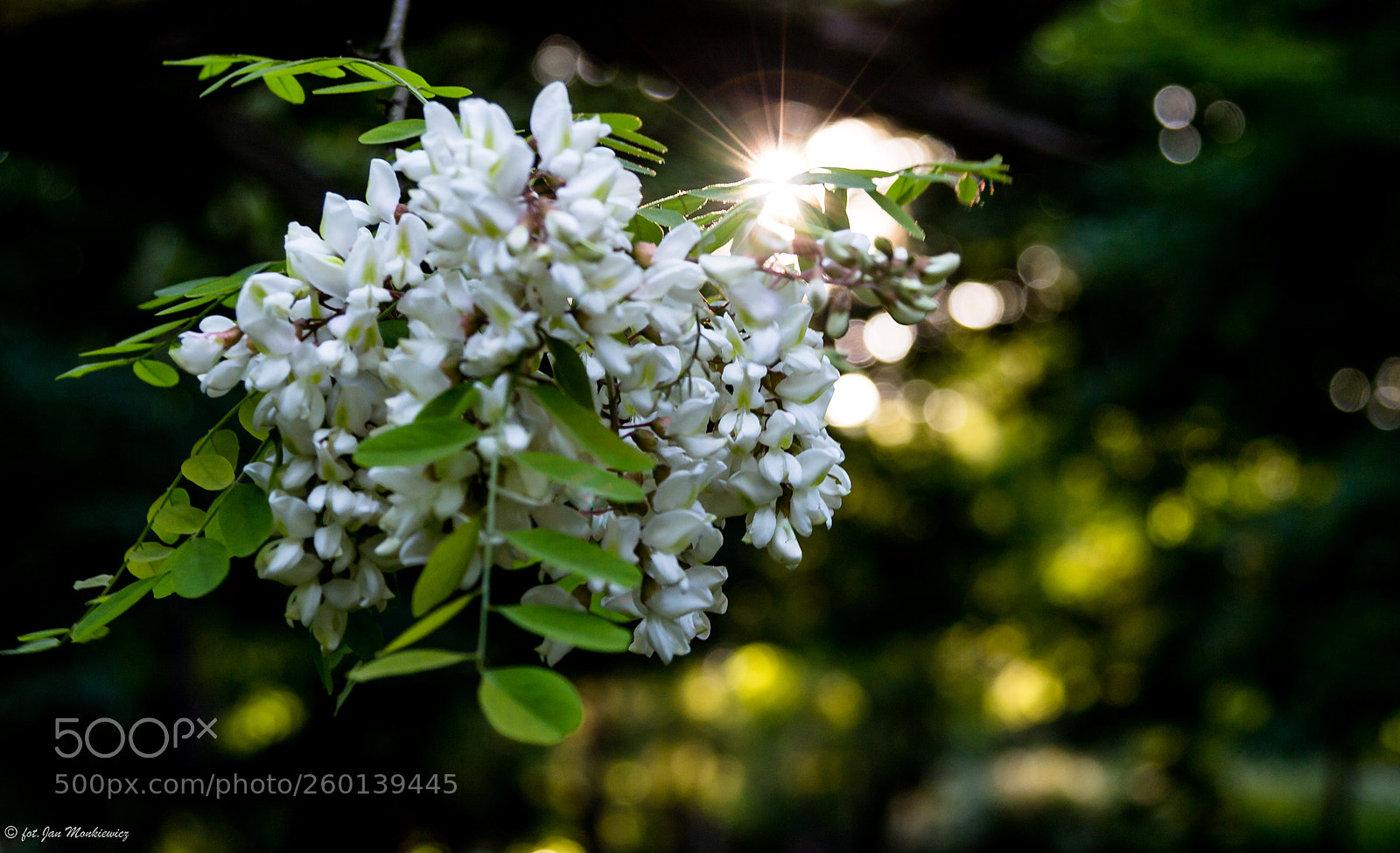 Canon EOS 6D sample photo. Untitled photography