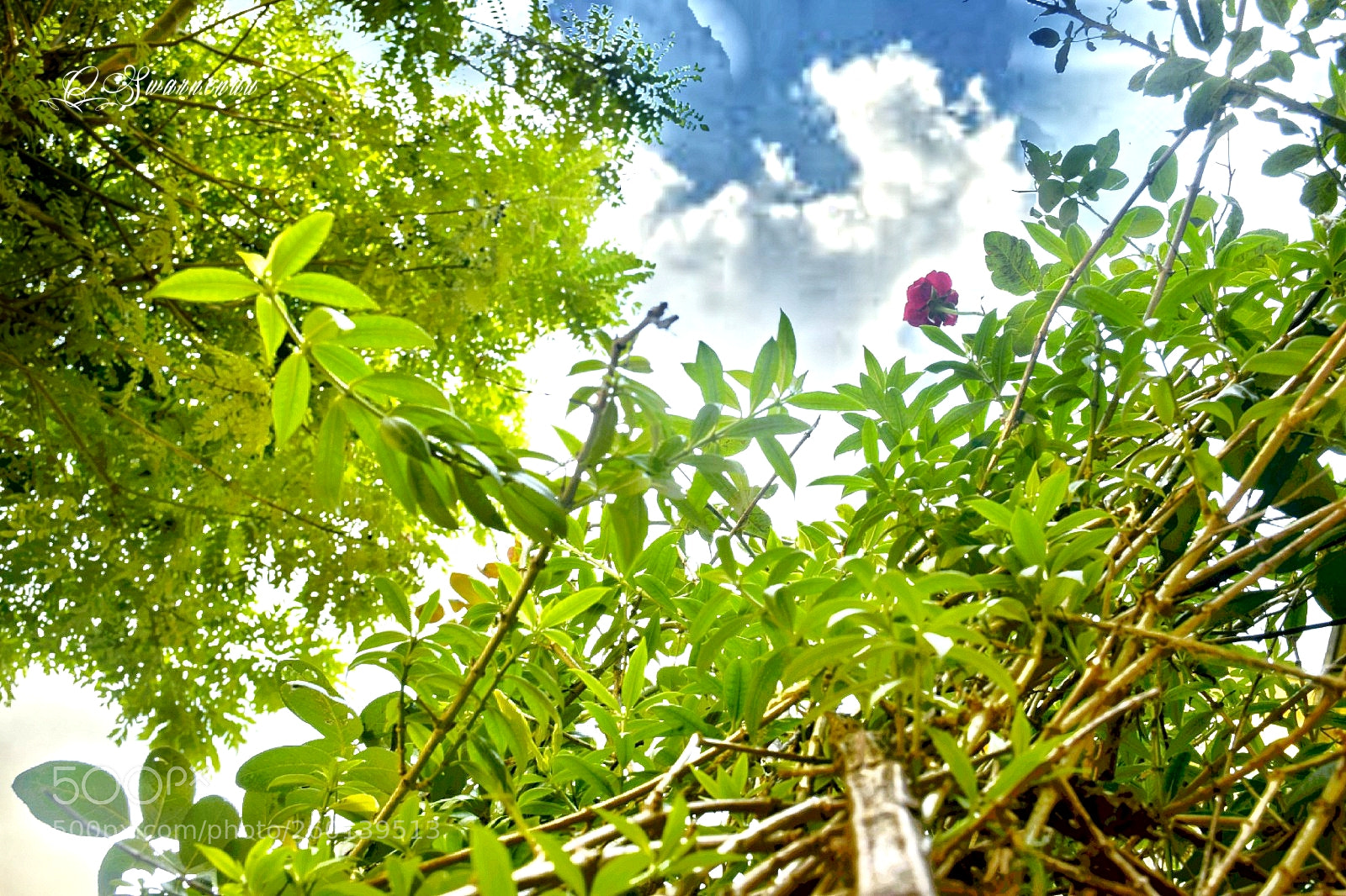 Nikon D5300 sample photo. Nature photography
