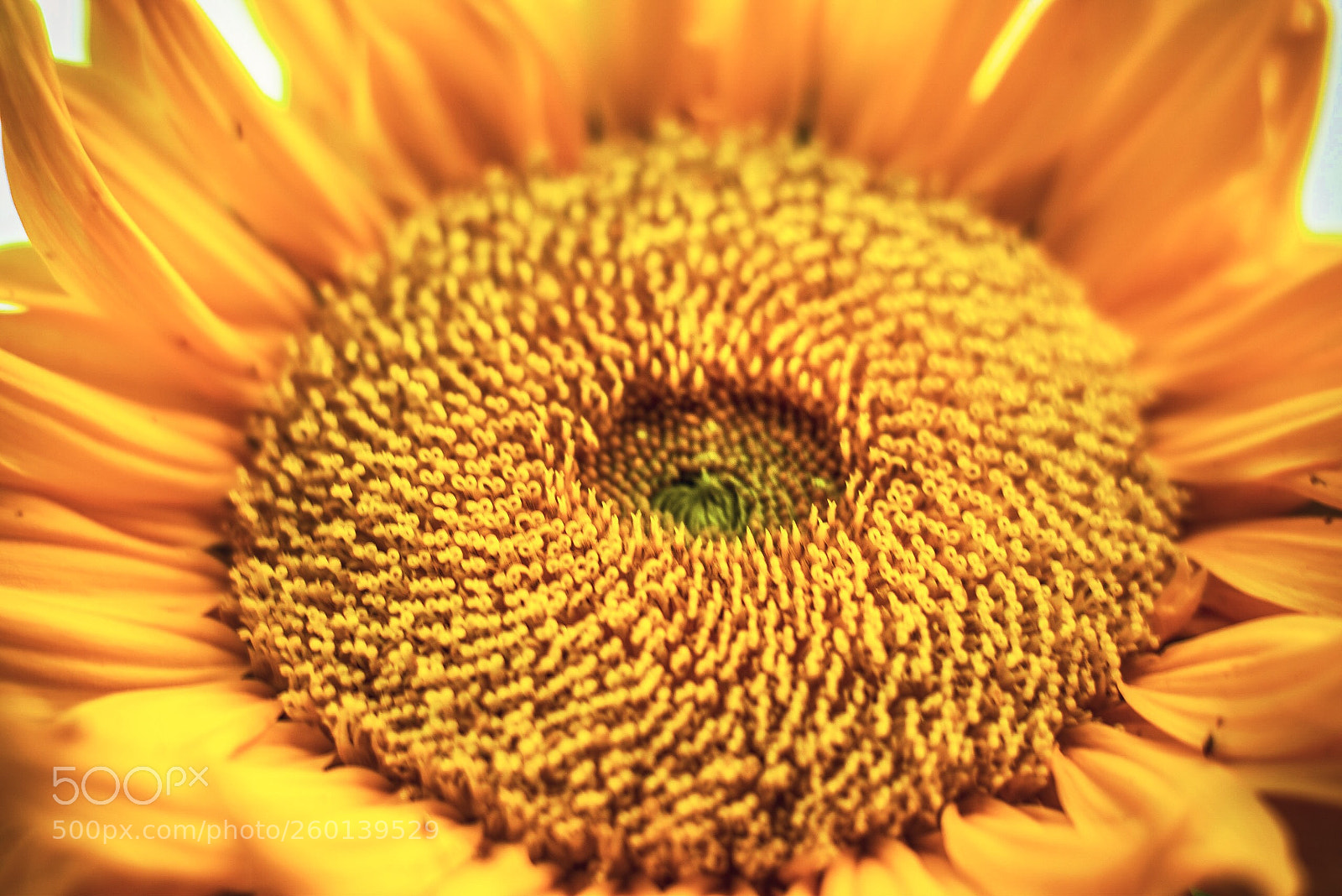 Sony a7R sample photo. Sunflower  photography