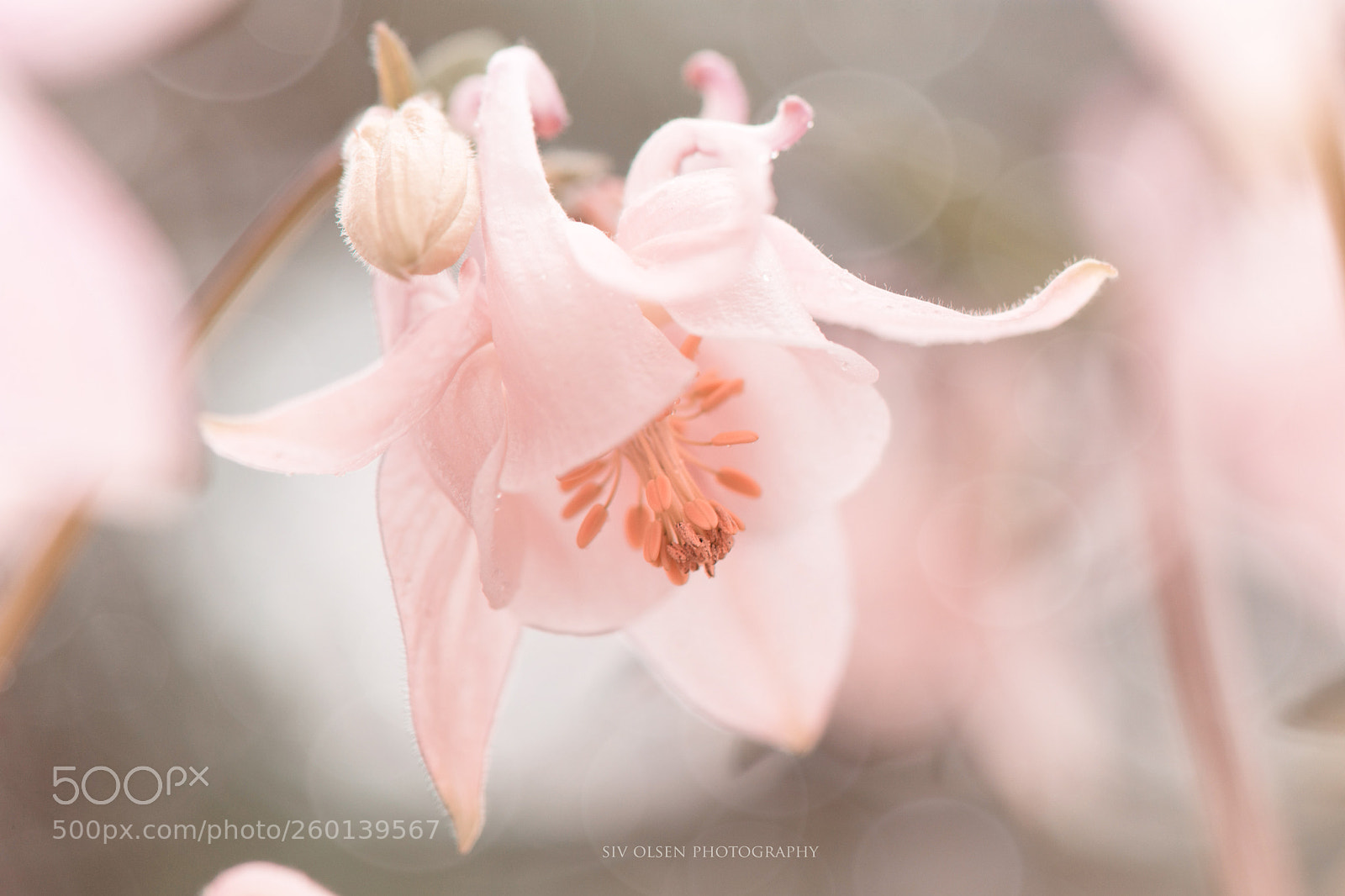 Nikon D7100 sample photo. ~ aqulegia ~ photography