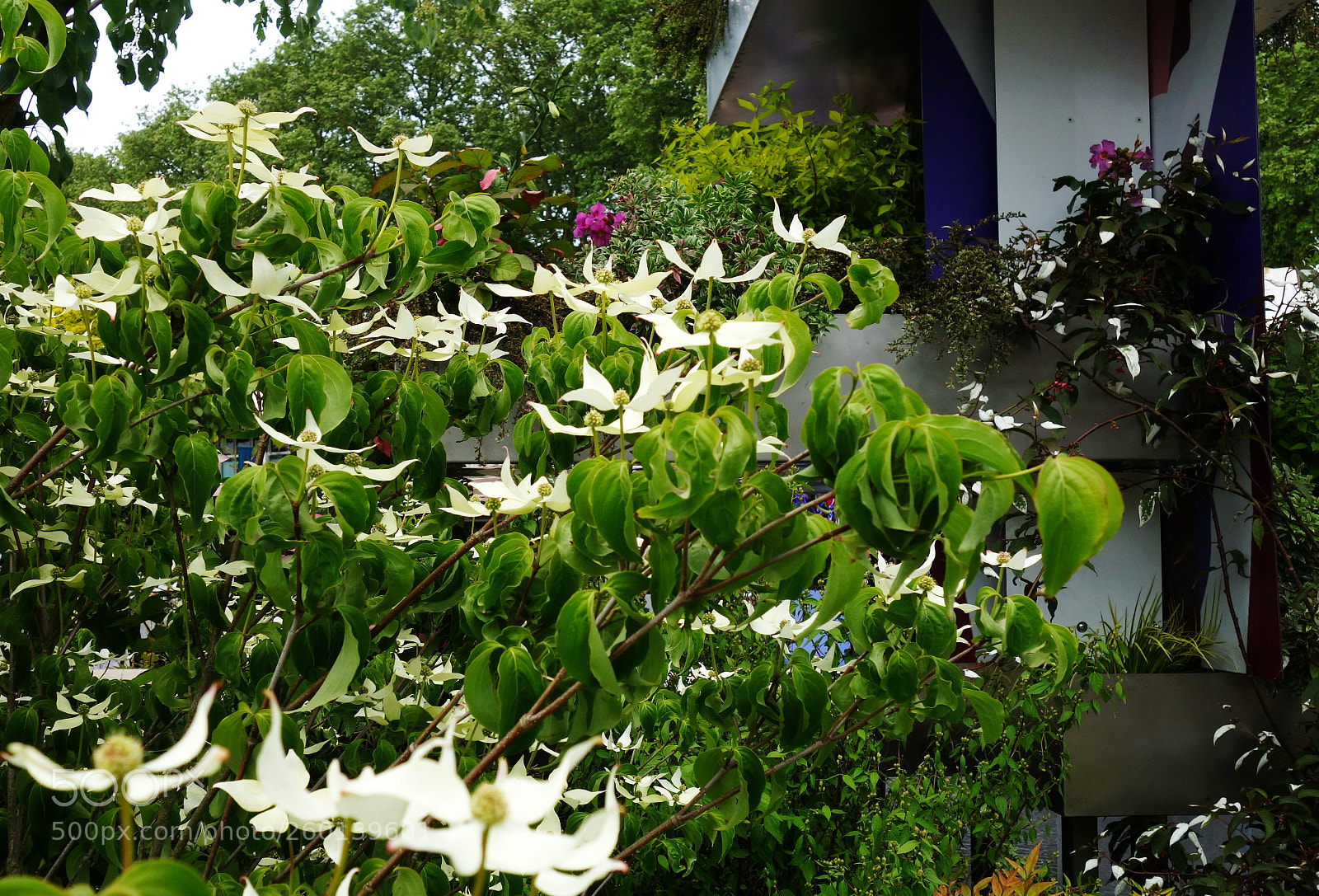 Sony Cyber-shot DSC-RX100 II sample photo. Chelsea flower show medal photography