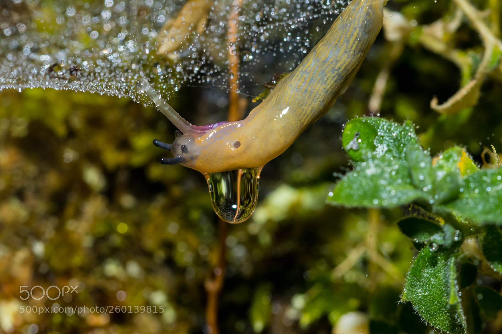 Canon EOS 80D sample photo. Raindrop on a slug photography