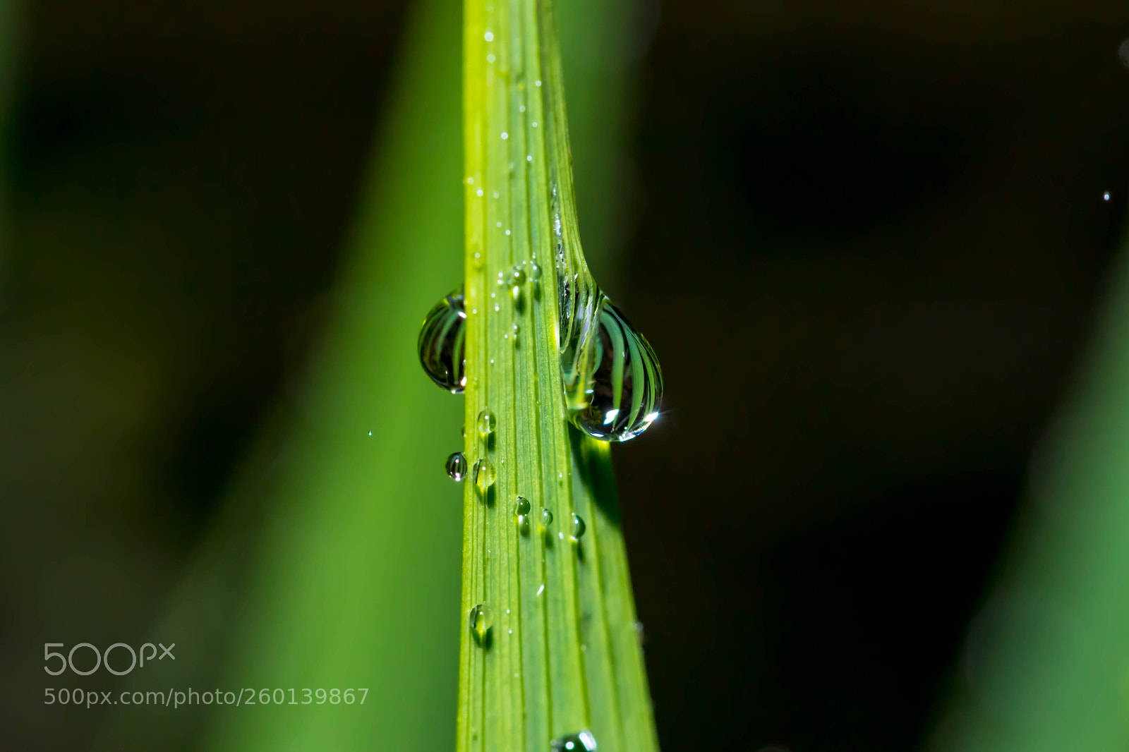 Canon EOS 80D sample photo. Reflection photography