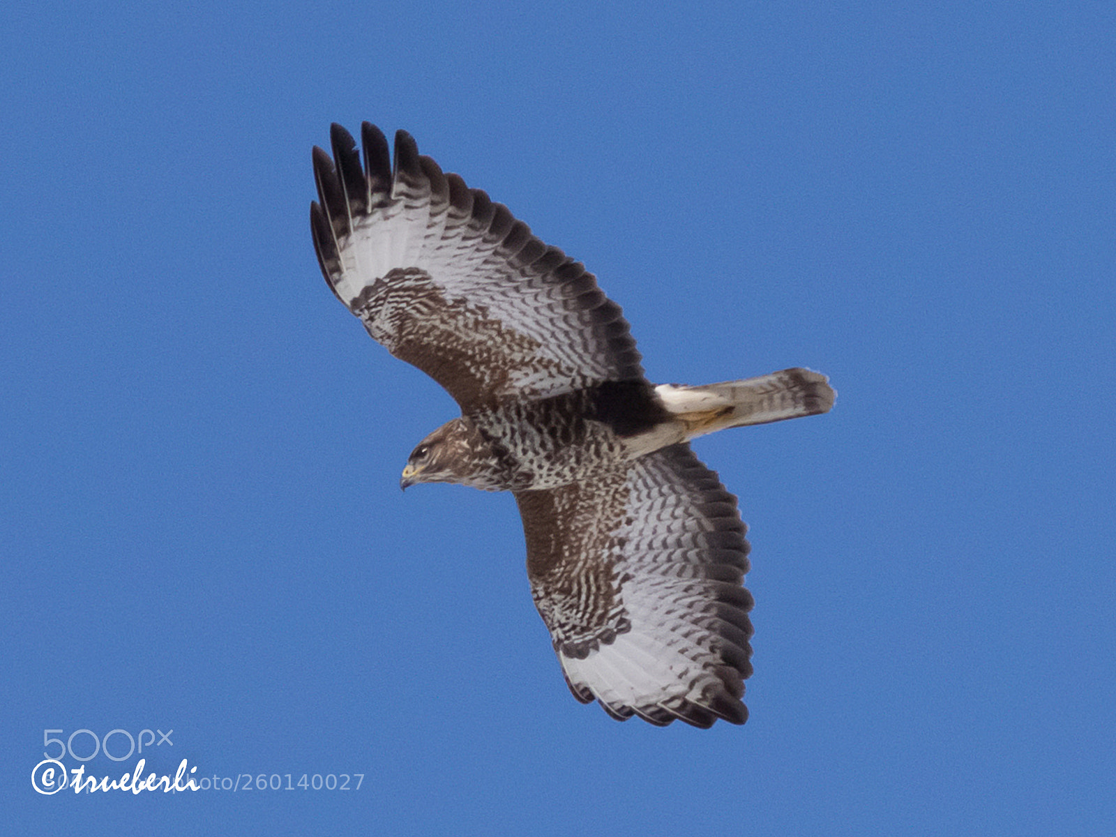 Canon EOS 7D Mark II sample photo. Mäusebussard photography