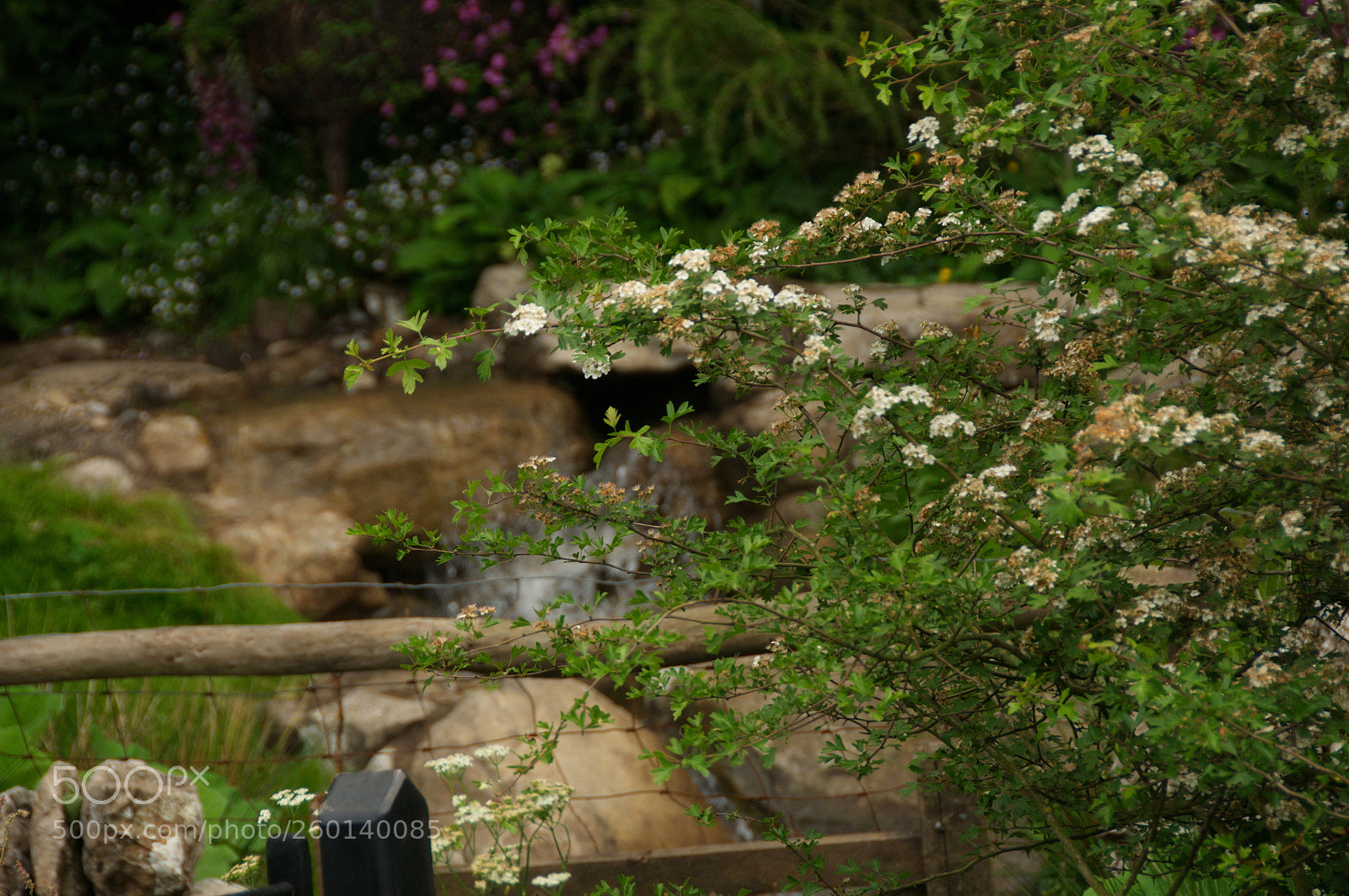 Nikon D300S sample photo. Chelsea flower show medal photography
