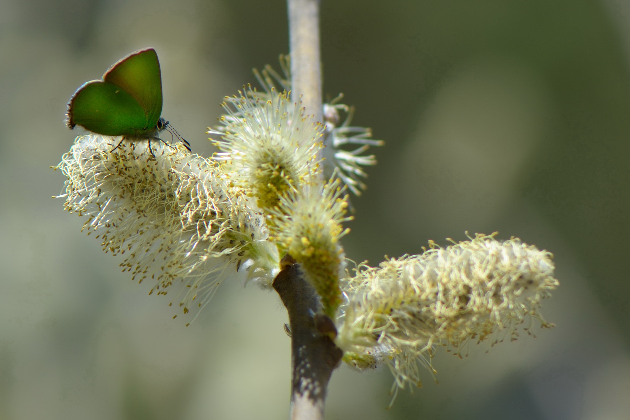Nikon AF-S Micro-Nikkor 105mm F2.8G IF-ED VR sample photo. Callophrys rubi photography