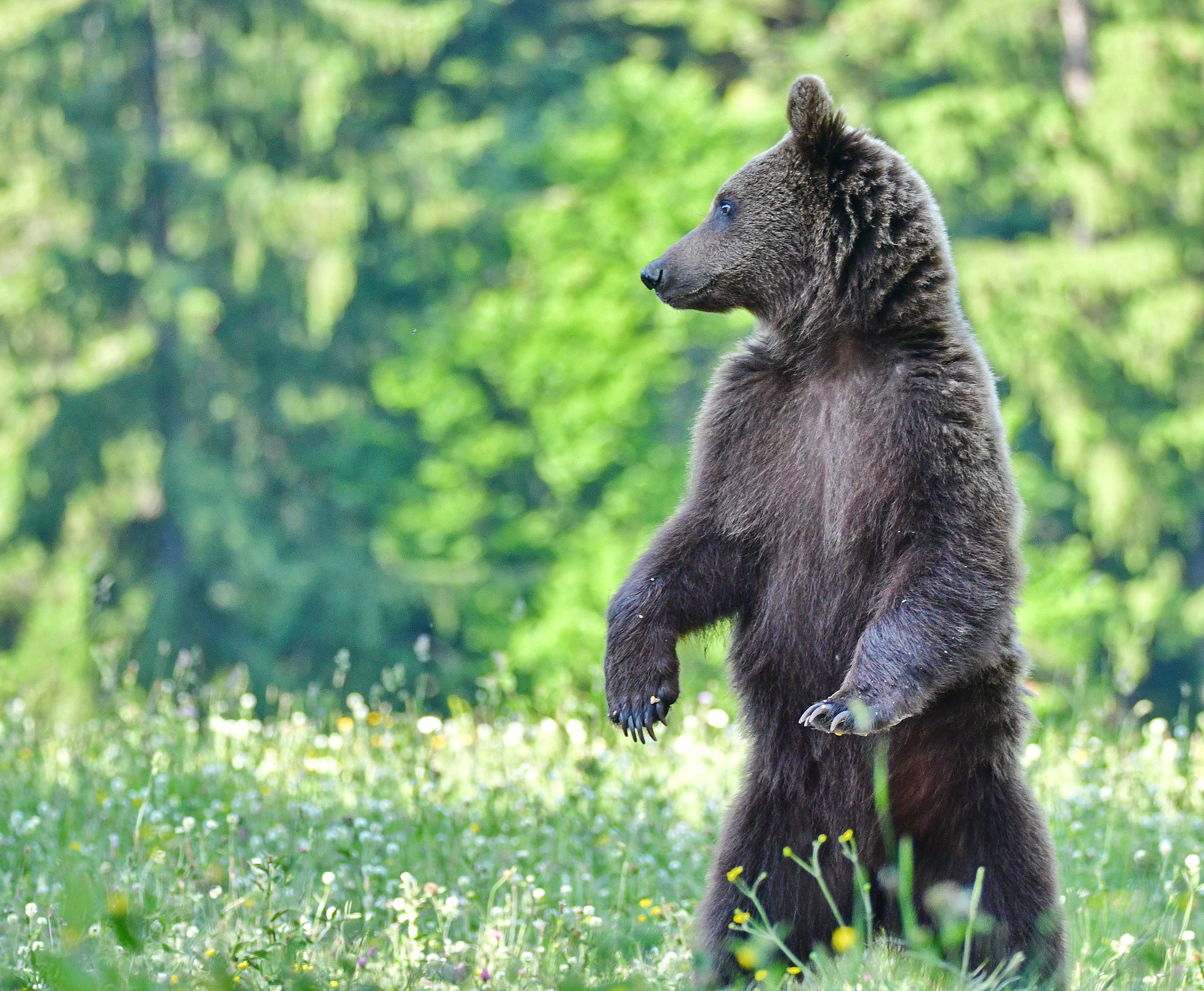 Sigma 150-600mm F5-6.3 DG OS HSM | S sample photo