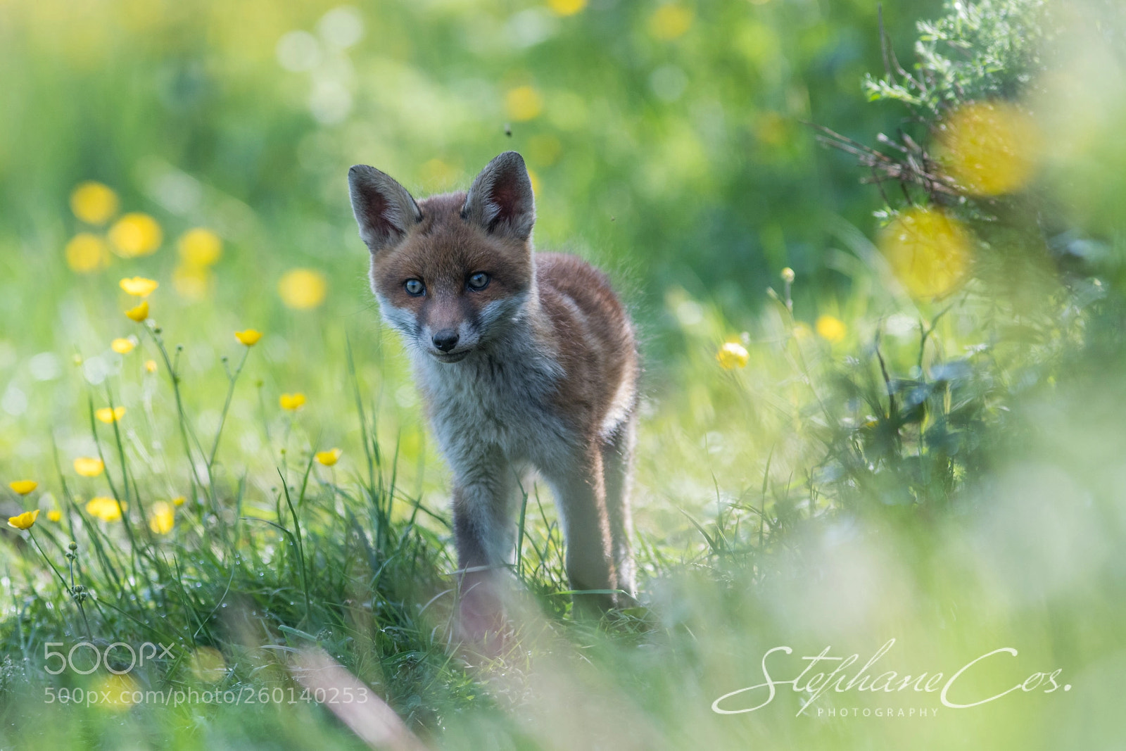 Nikon D500 sample photo. Fox cub photography