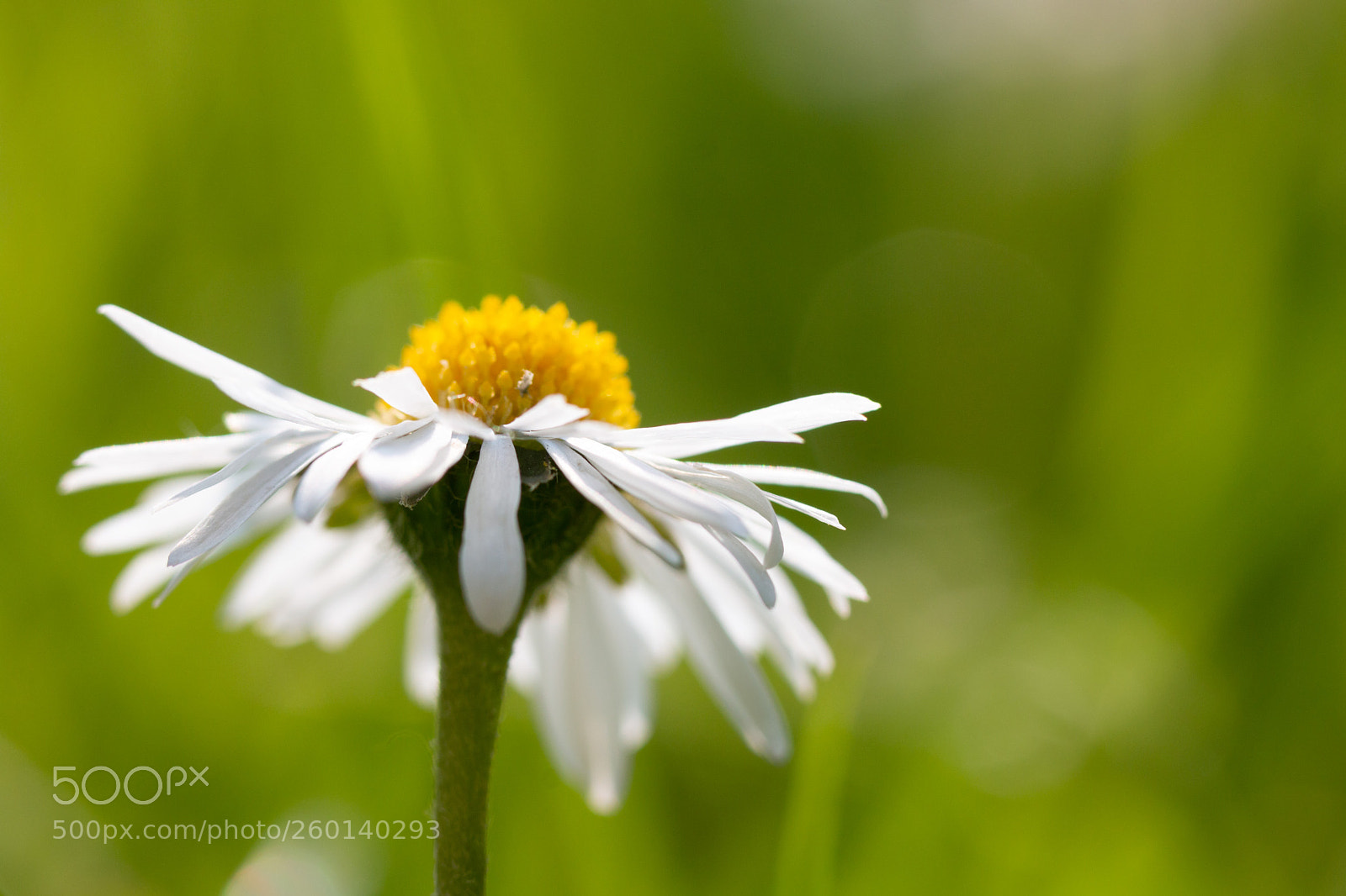 Canon EOS 70D sample photo. Daisy petals photography