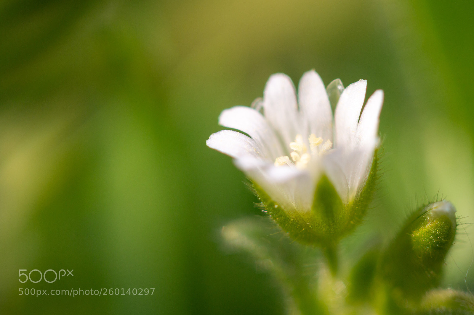 Canon EOS 70D sample photo. Chickweed flower photography