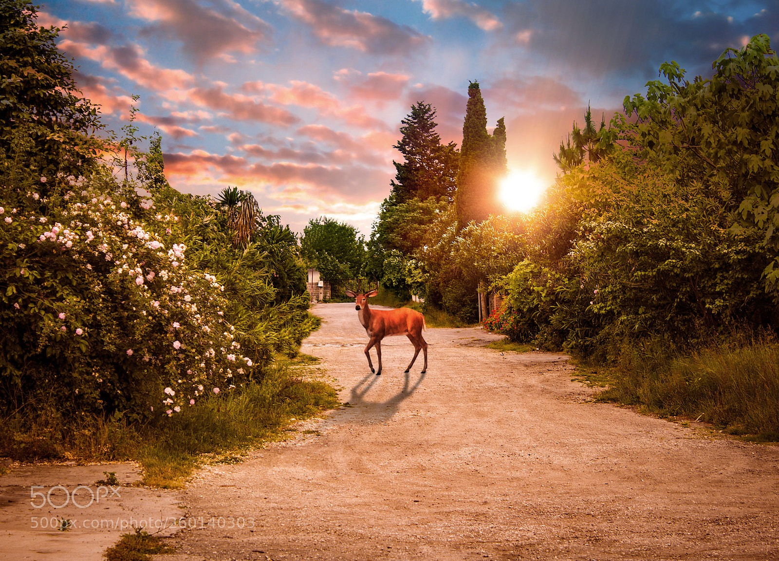 Canon EOS 700D (EOS Rebel T5i / EOS Kiss X7i) sample photo. Deer in road photography