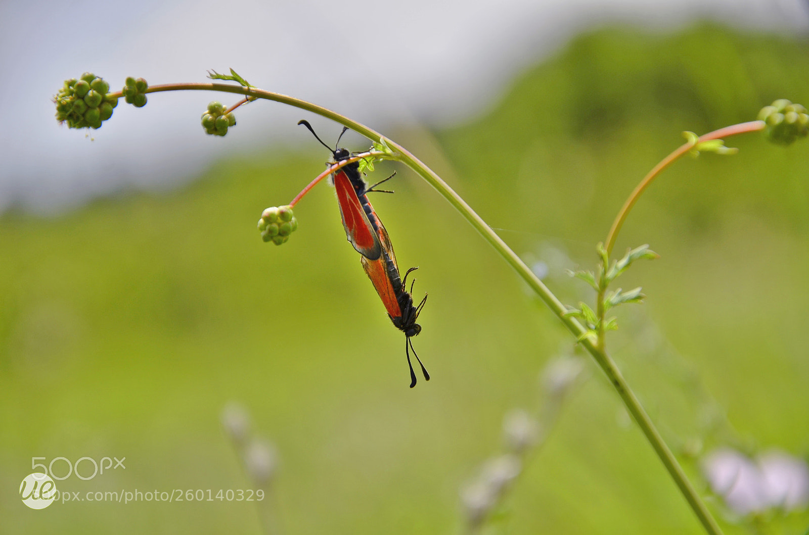 Nikon D7000 sample photo. Acrobat bugs photography