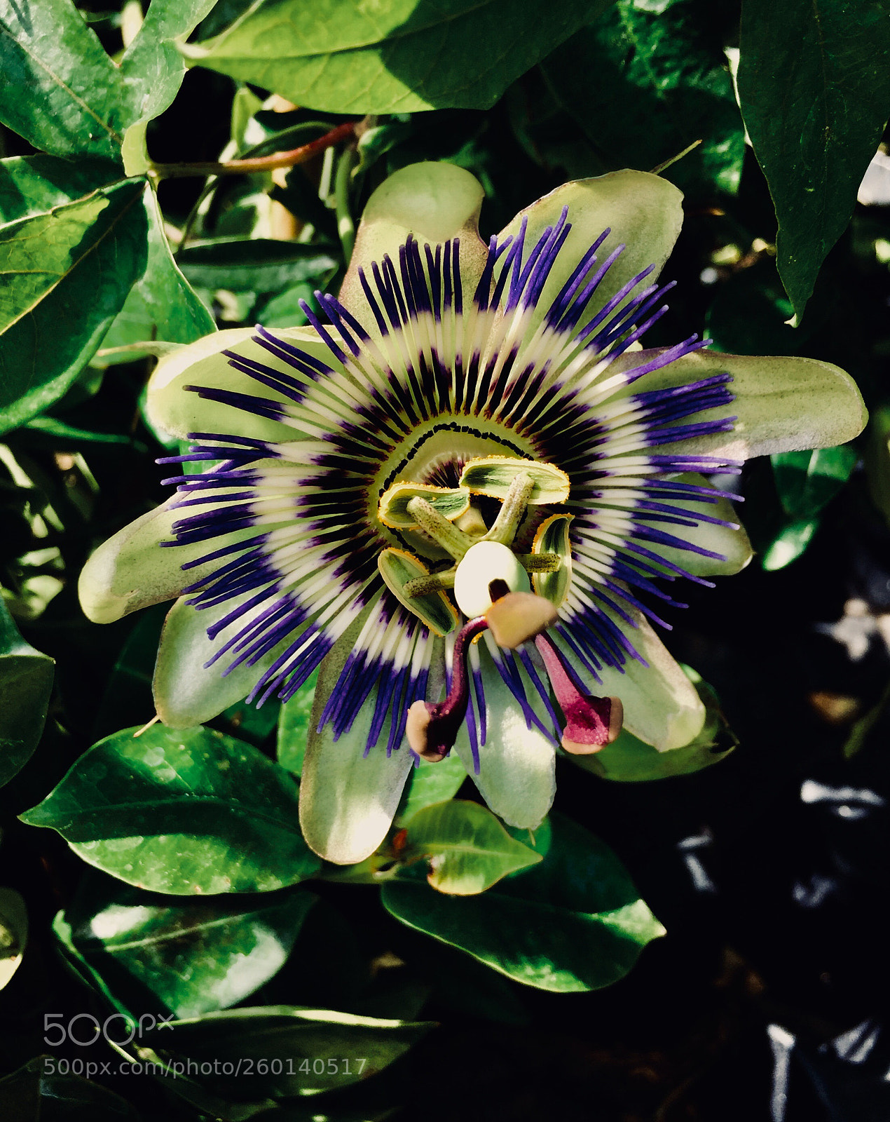 Apple iPhone 6 sample photo. Untitled photography