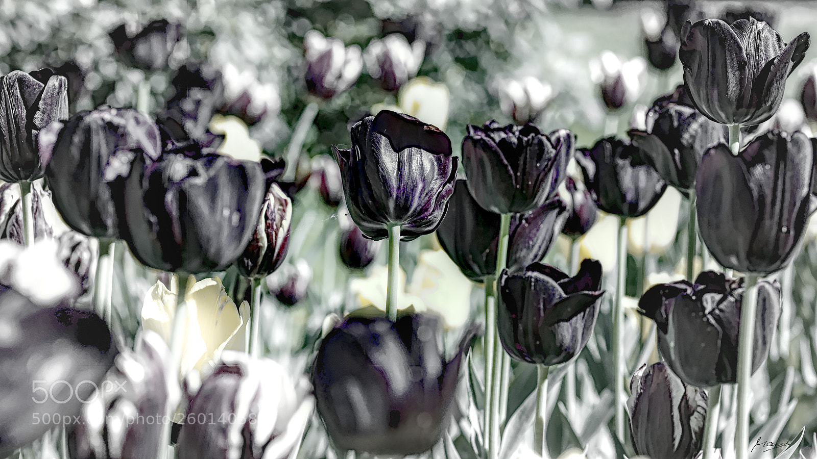 Nikon D90 sample photo. Deep purple photography
