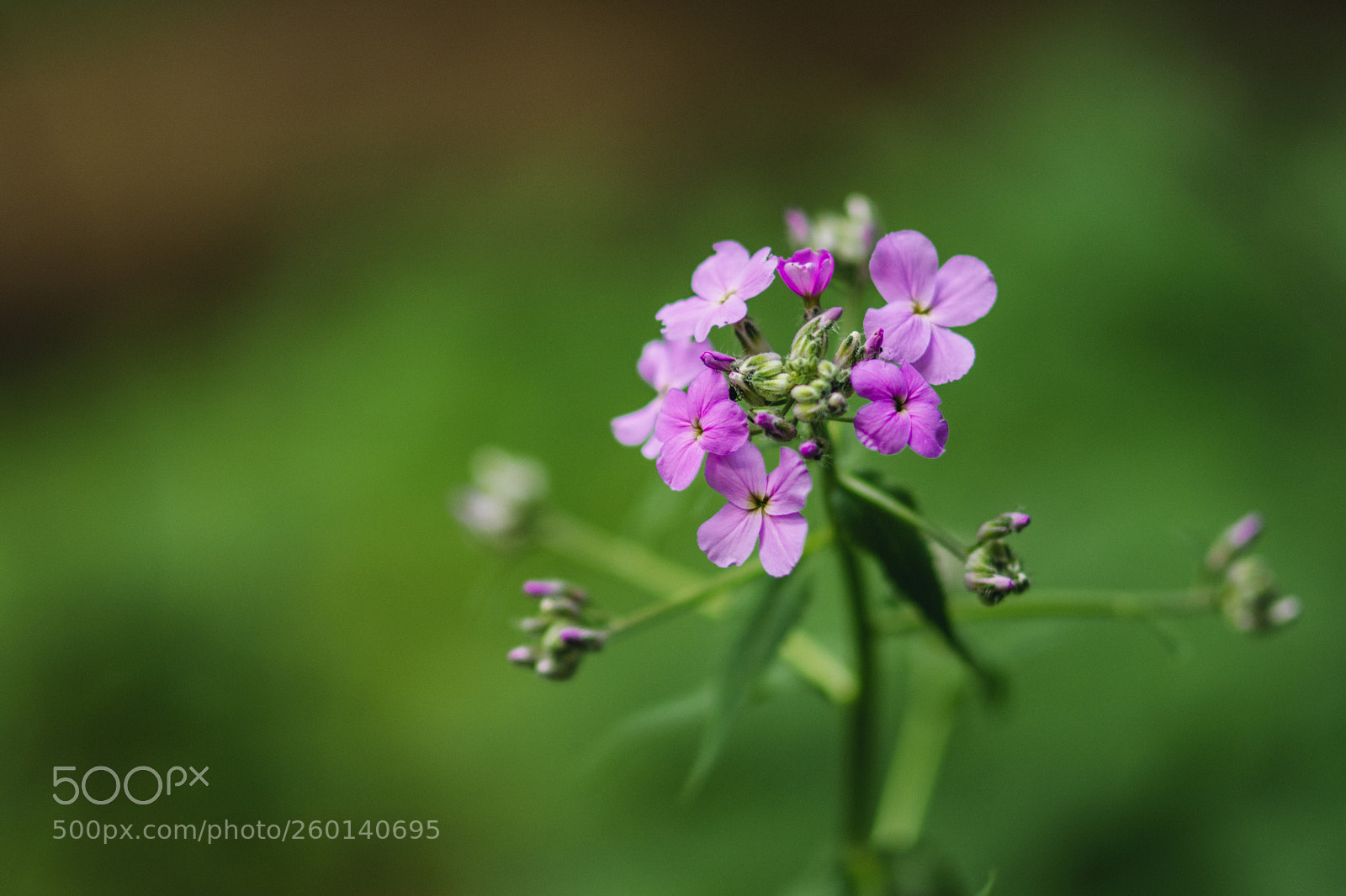 Nikon D7200 sample photo. Flowers in spring photography