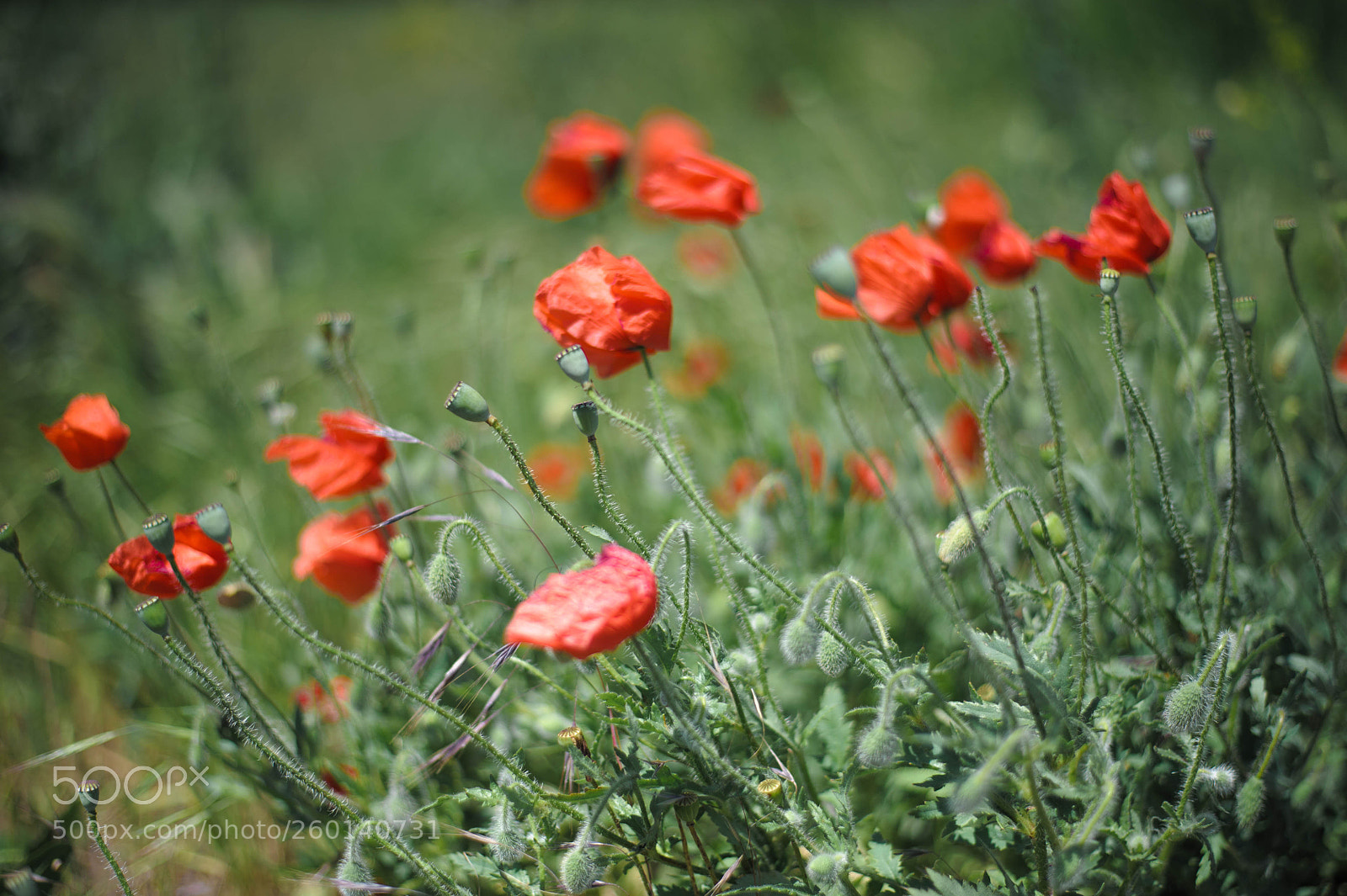 Nikon D700 sample photo. маки photography