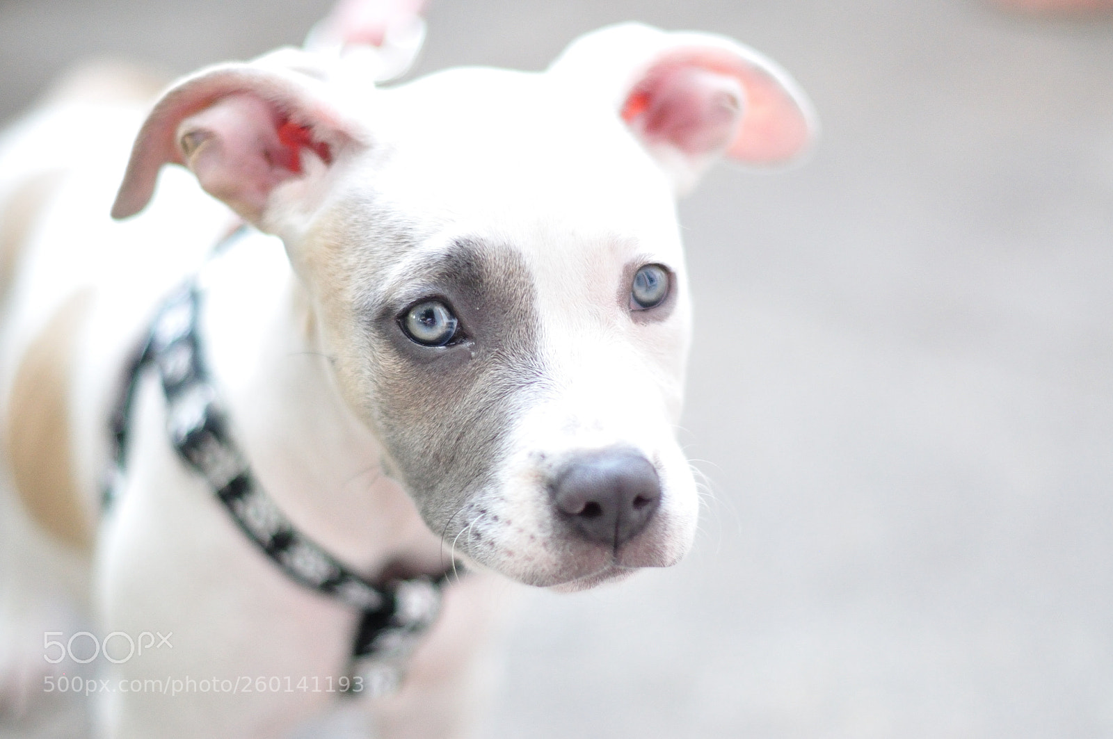 Nikon D5000 sample photo. Those eyes photography