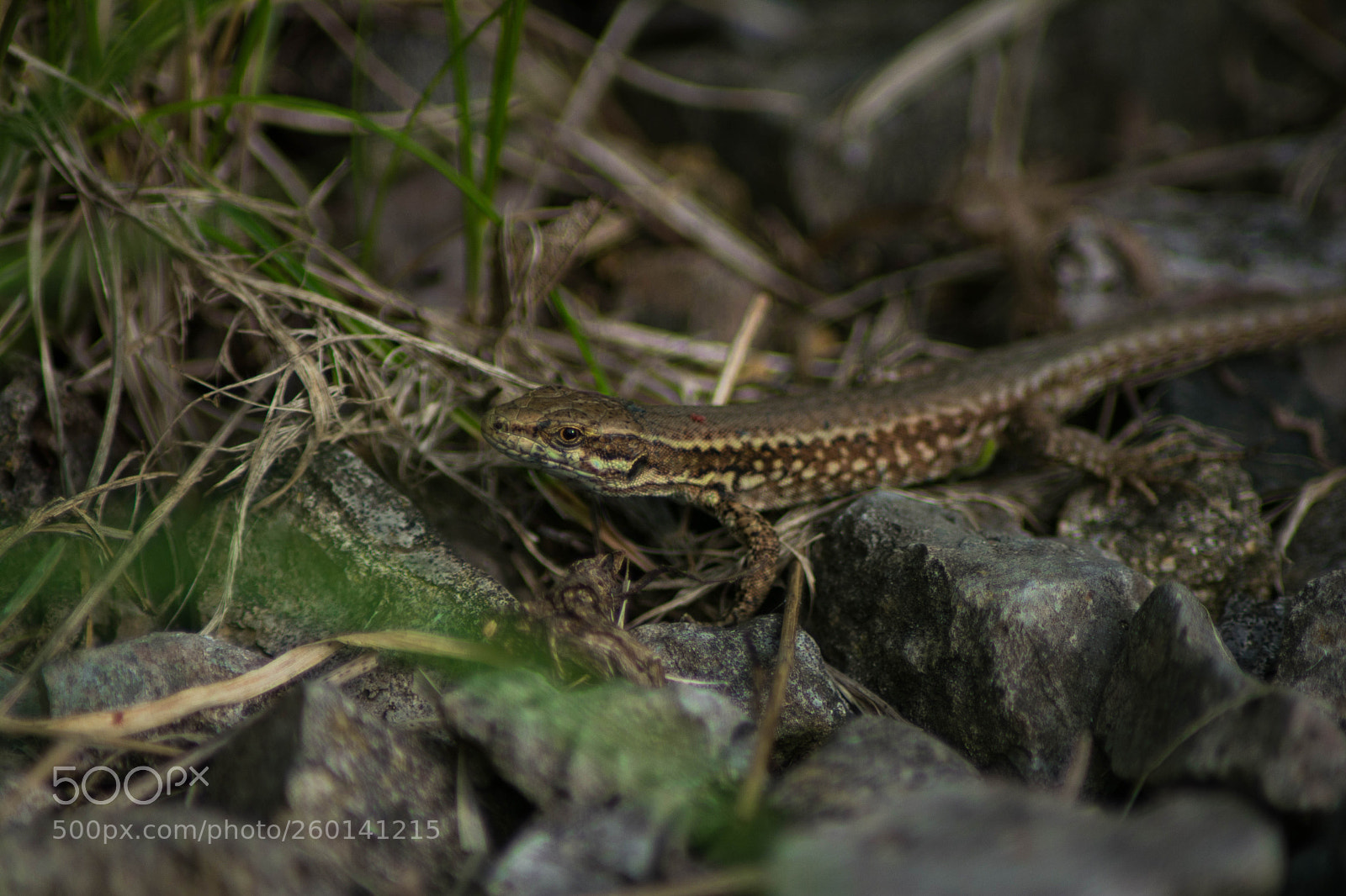 Nikon D5200 sample photo. Untitled photography