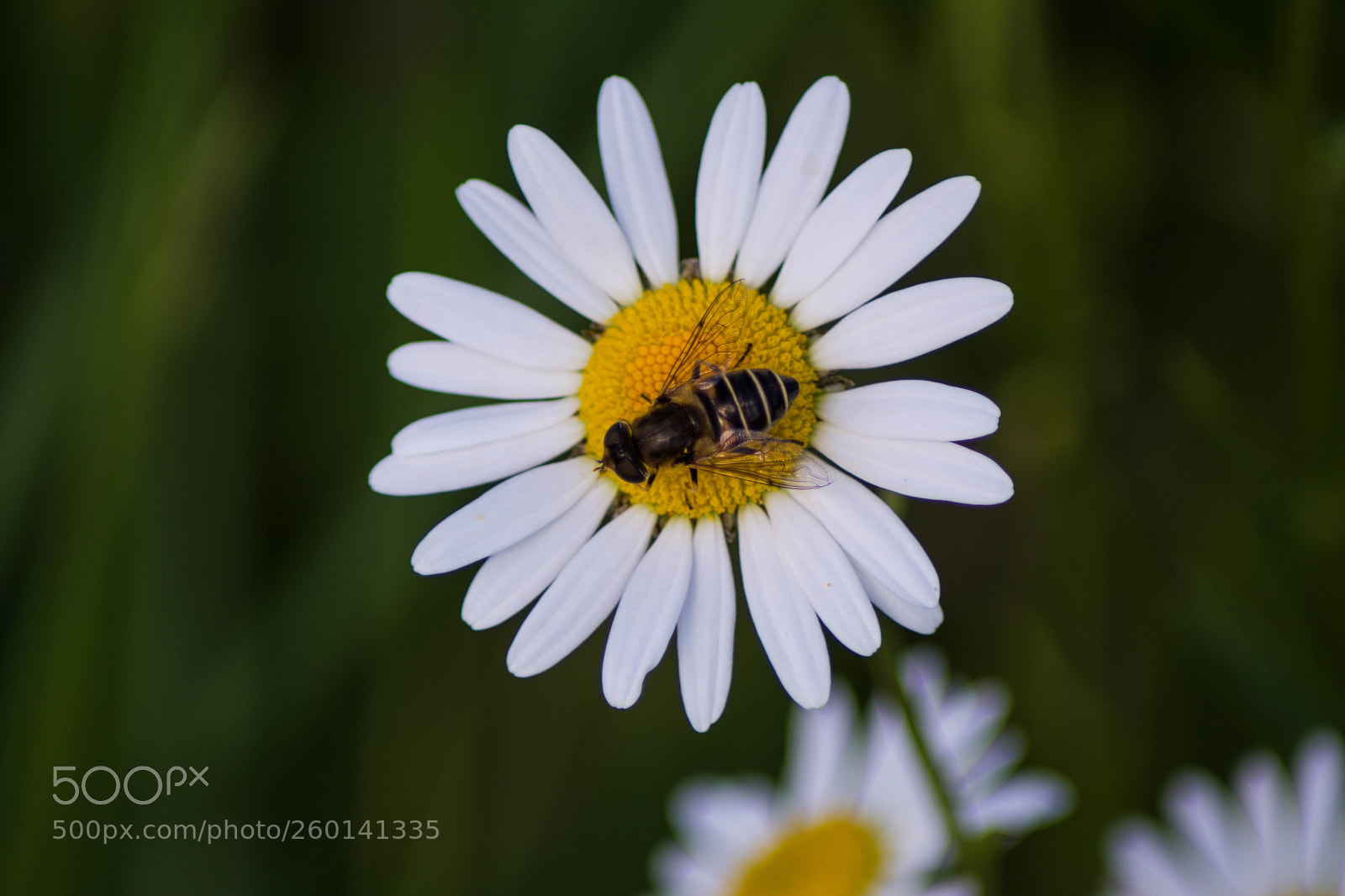Nikon D5200 sample photo. Untitled photography