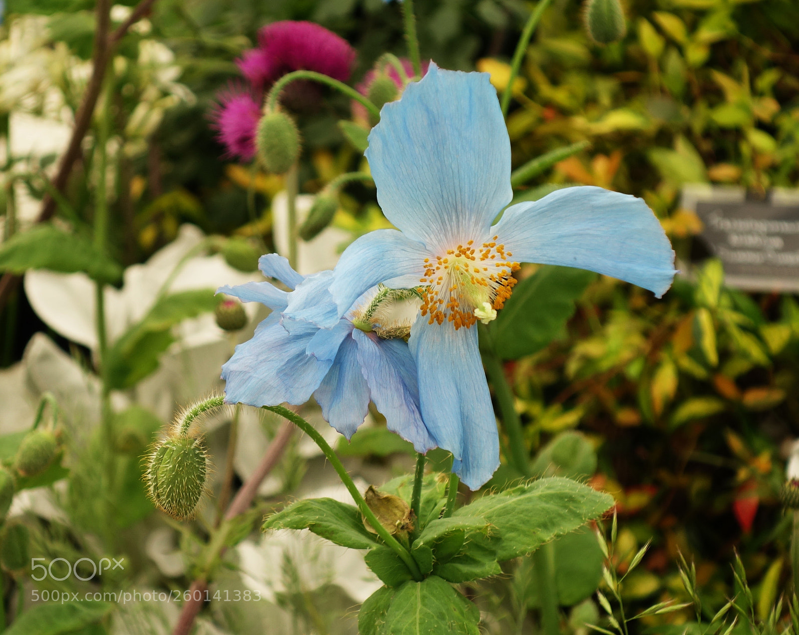 Sony Cyber-shot DSC-RX100 II sample photo. Chelsea flower show, 2018 photography