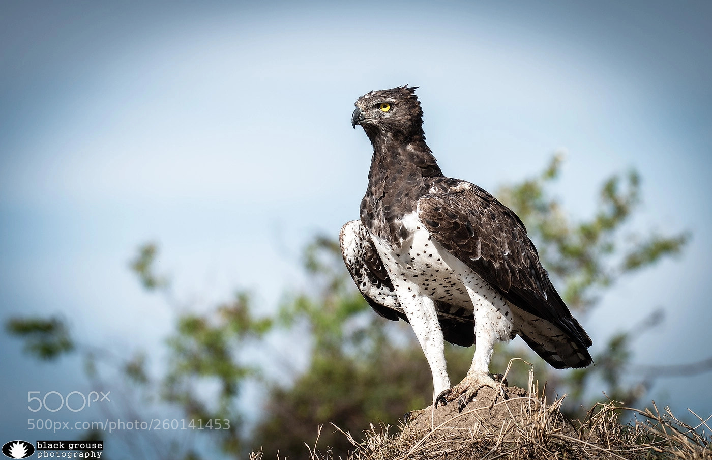 Canon EOS 70D sample photo. "where eagles dare" photography