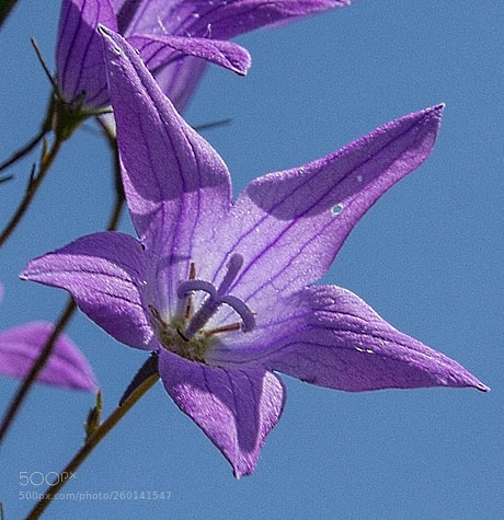 Canon EOS 1200D (EOS Rebel T5 / EOS Kiss X70 / EOS Hi) sample photo. Closelook photography